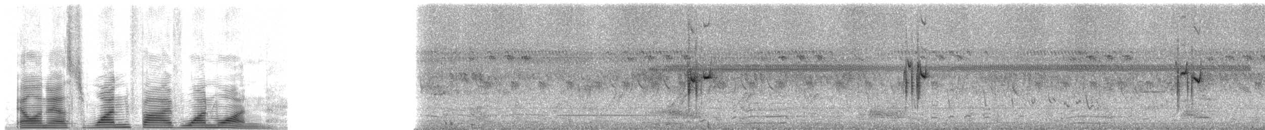 rødmaskeamorpapitt - ML1511