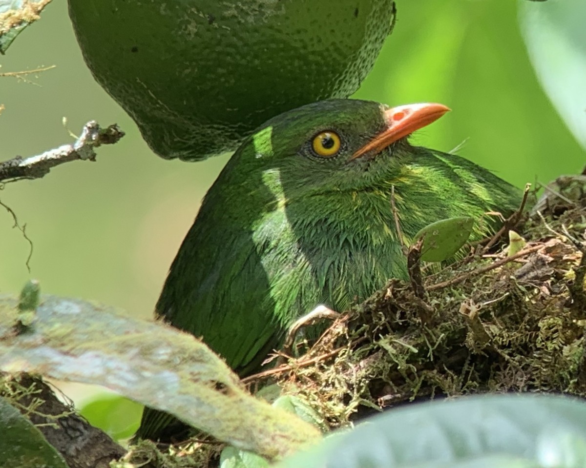 Cotinga jucunda - ML151100721