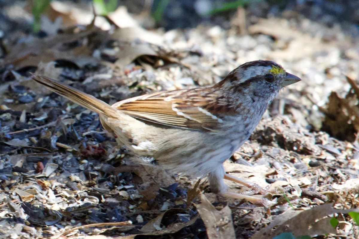 White-throated Sparrow - Owen Krout