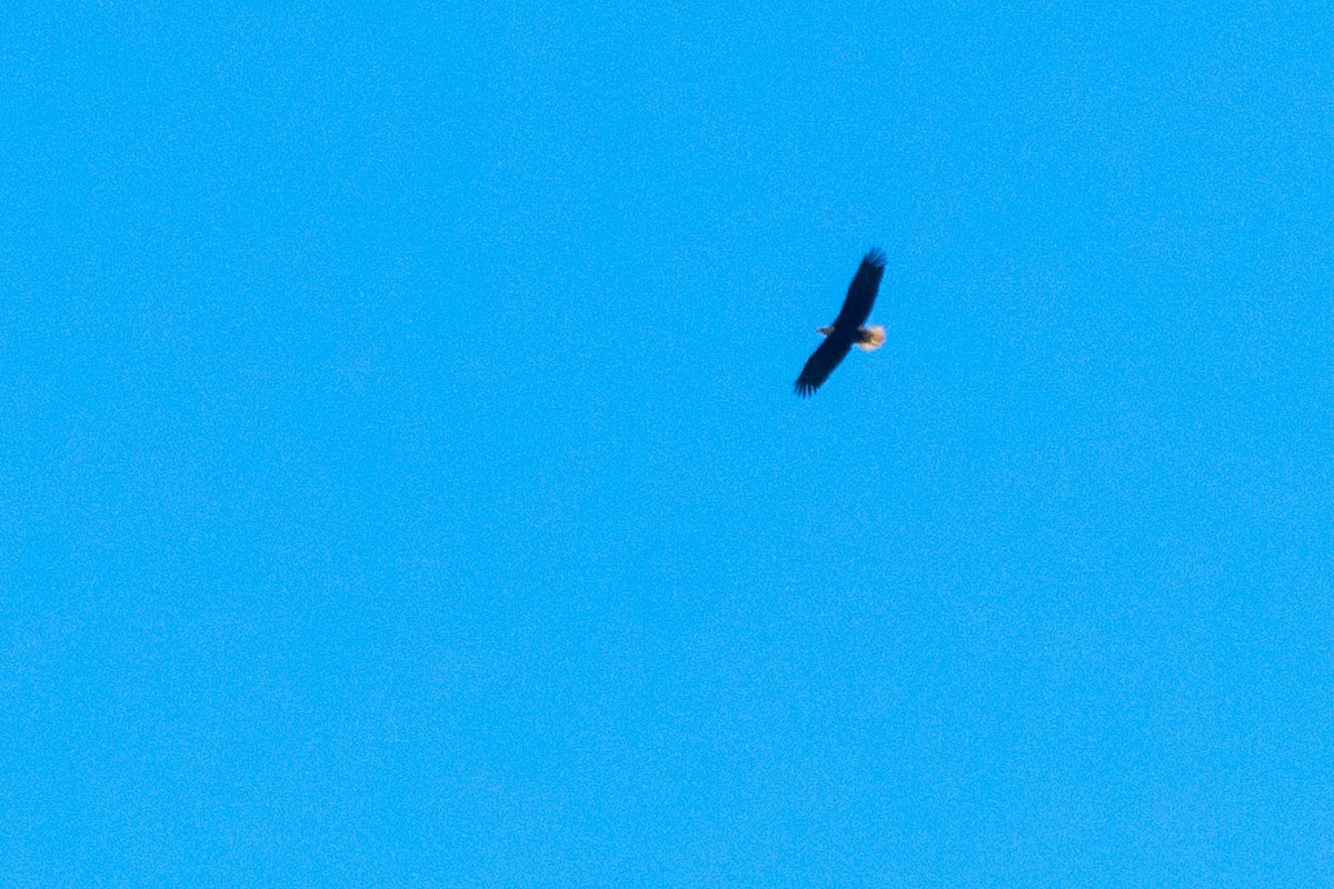 Bald Eagle - ML151101881