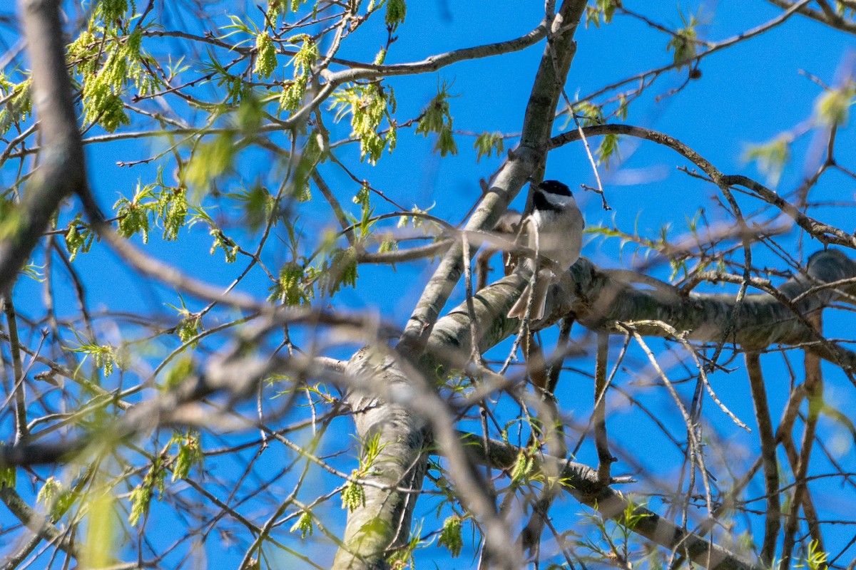 Carolina Chickadee - ML151102251