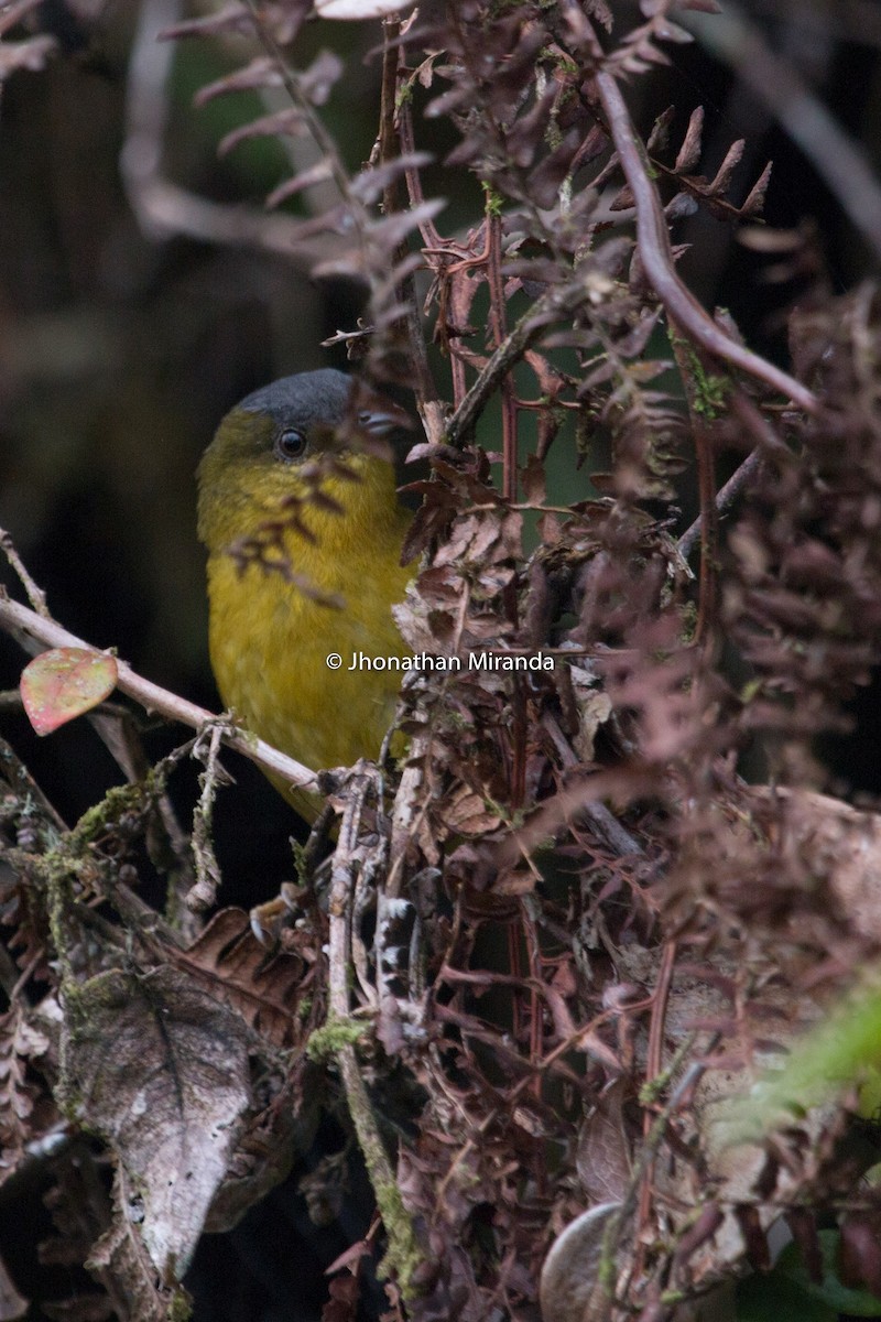 Gray-capped Hemispingus - Jhonathan Miranda - Wandering Venezuela Birding Expeditions