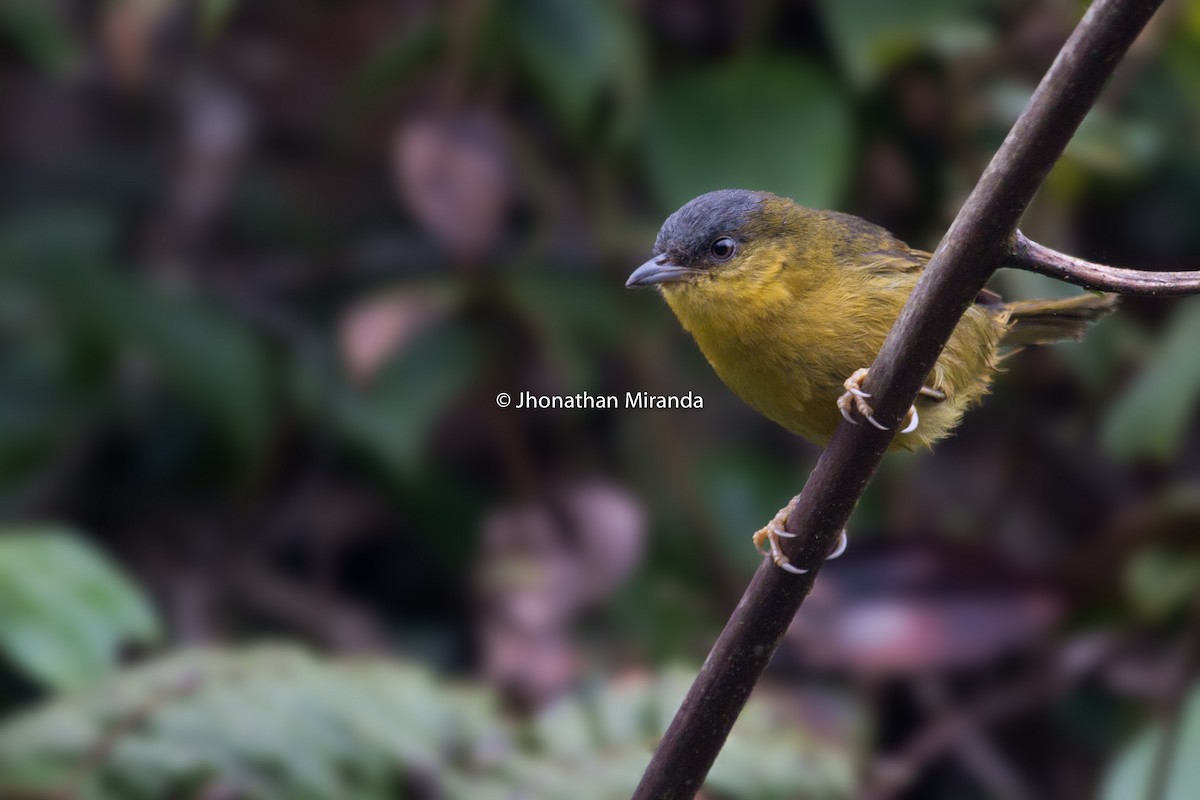 Gray-capped Hemispingus - ML151102951