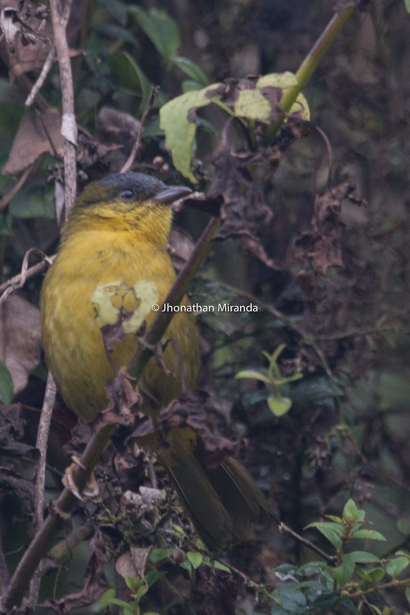 Gray-capped Hemispingus - ML151103471