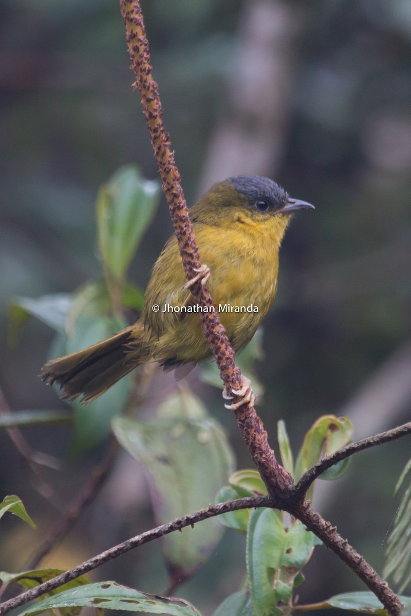 Gray-capped Hemispingus - ML151103981