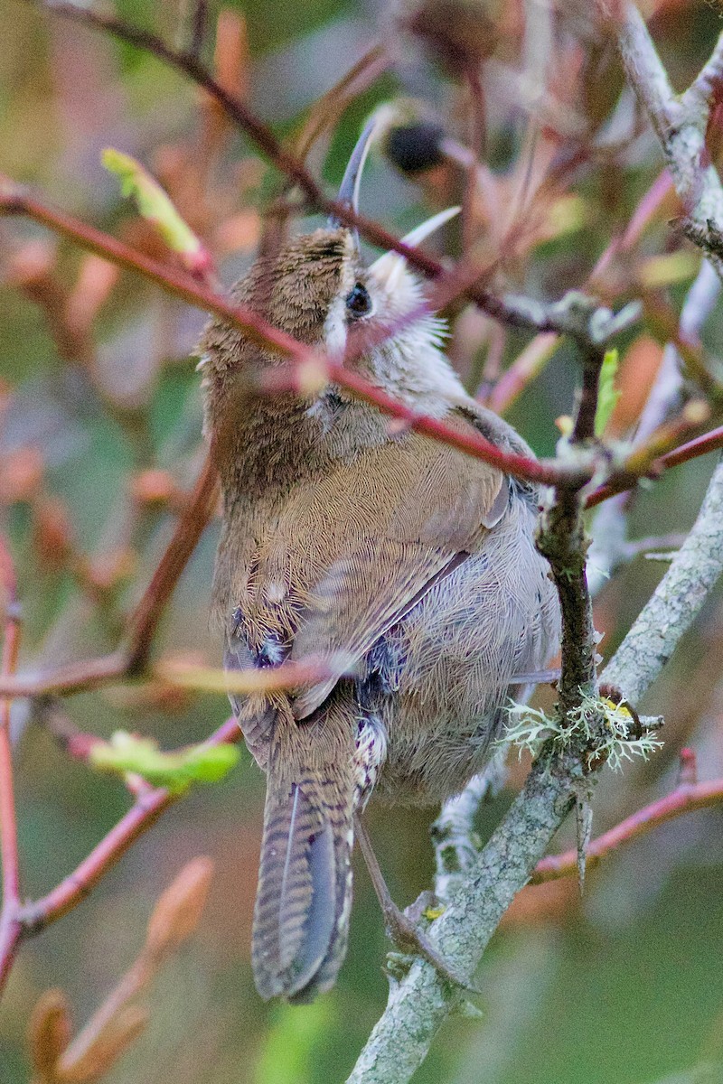 Bewick's Wren - Gordon Atkins