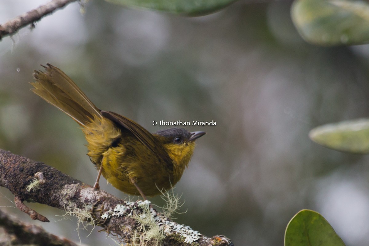 Gray-capped Hemispingus - ML151104561