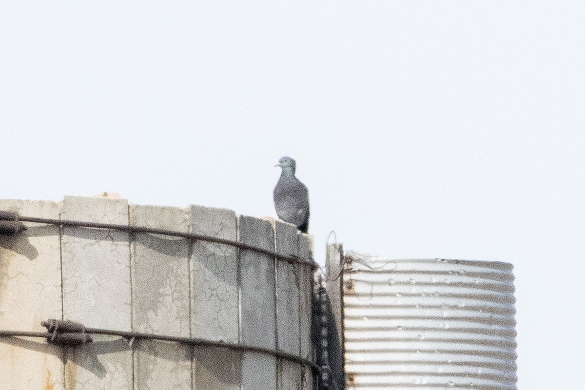 Pigeon biset (forme domestique) - ML151104721