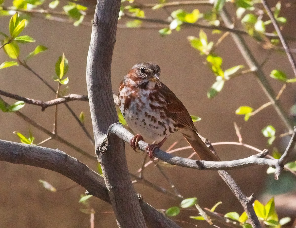 Fox Sparrow - ML151104821