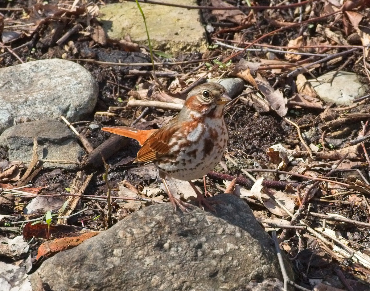 Fox Sparrow - ML151104841