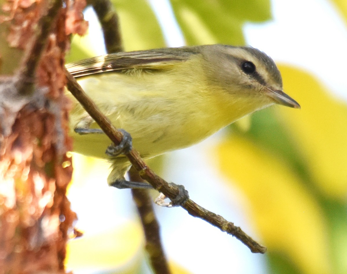 Philadelphia Vireo - ML151106191