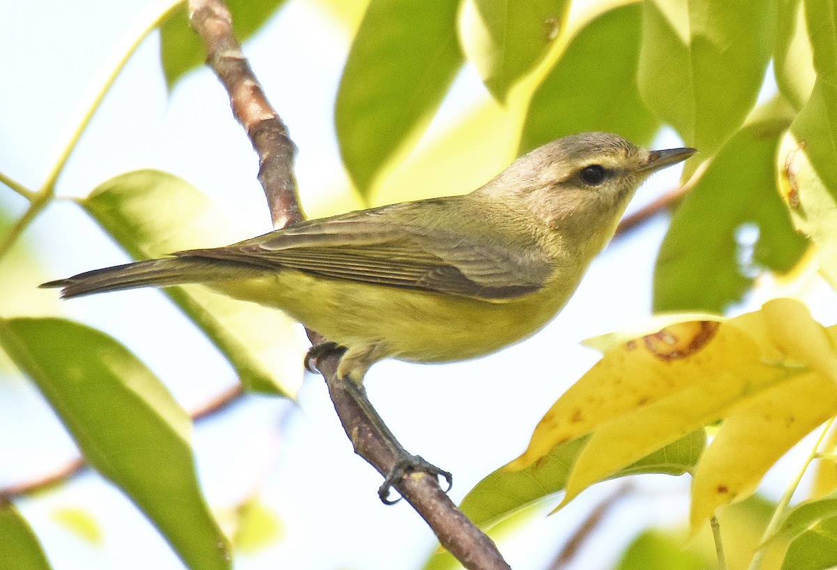 Philadelphia Vireo - ML151106221