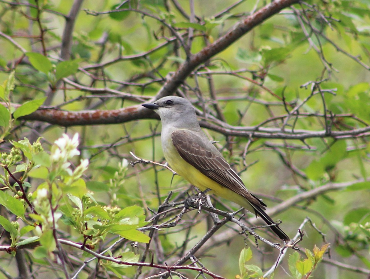 Western Kingbird - Stacey Davis