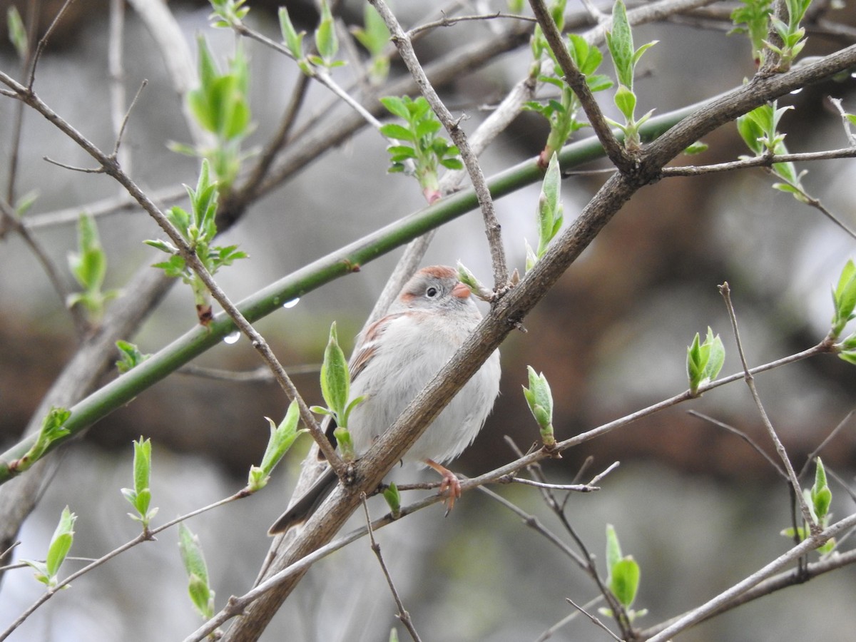 Field Sparrow - Betsy MacMillan