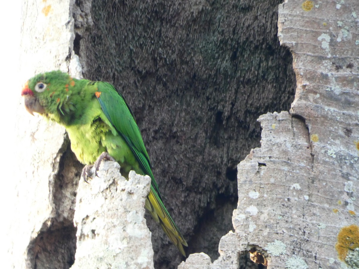 Crimson-fronted Parakeet - Pauline Binetruy