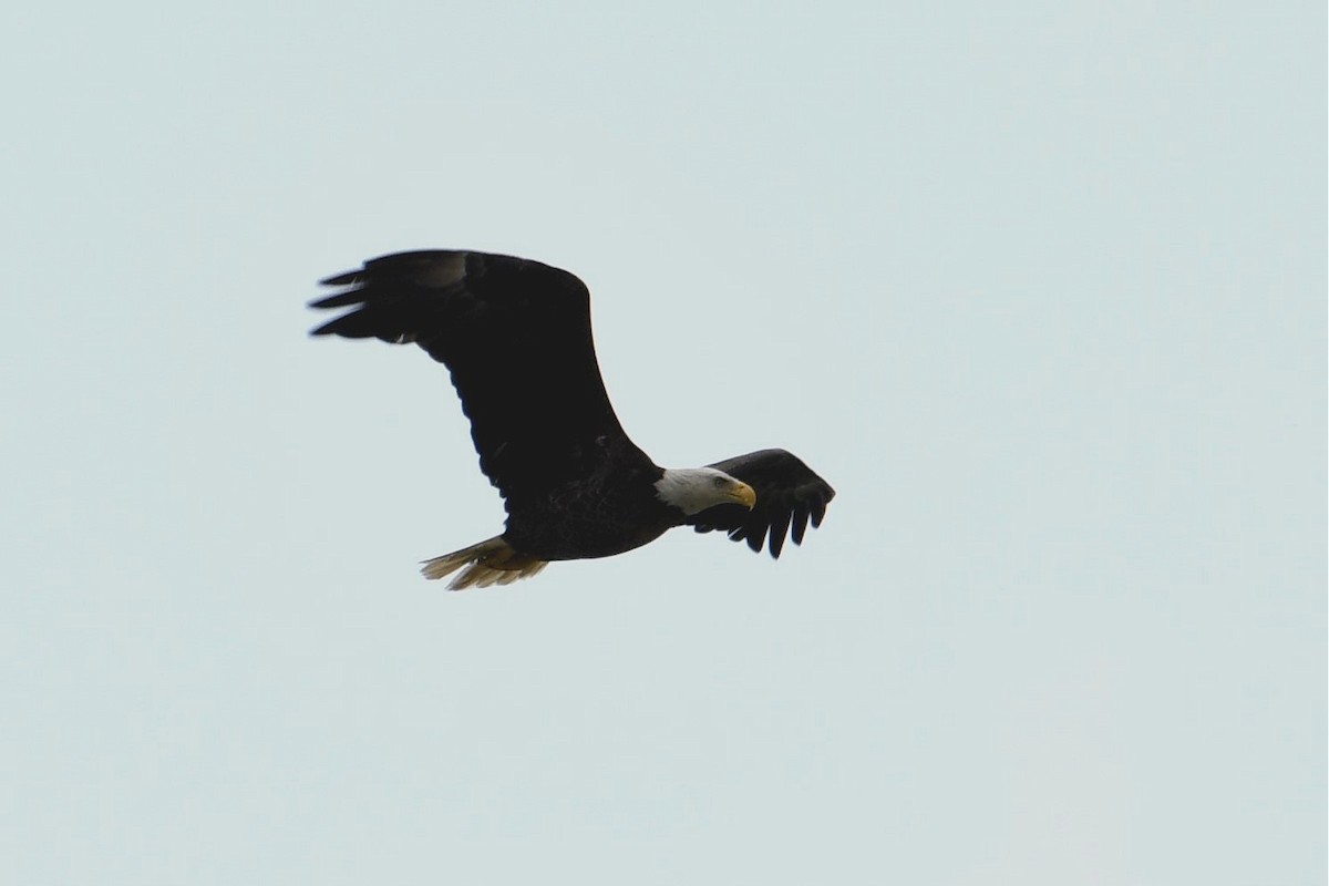Bald Eagle - ML151108751
