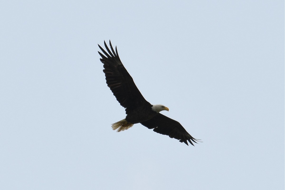 Bald Eagle - ML151108761