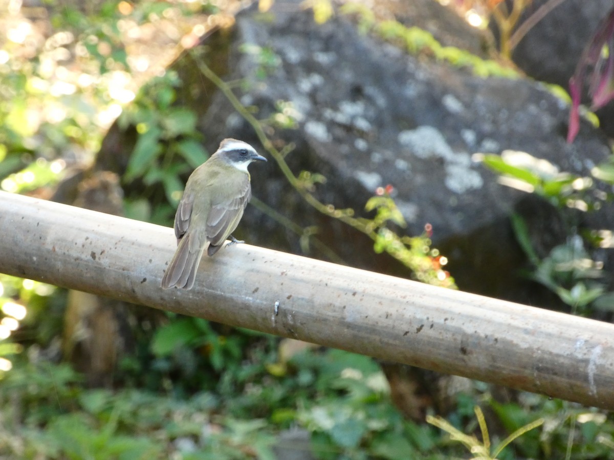 Social Flycatcher - ML151109701