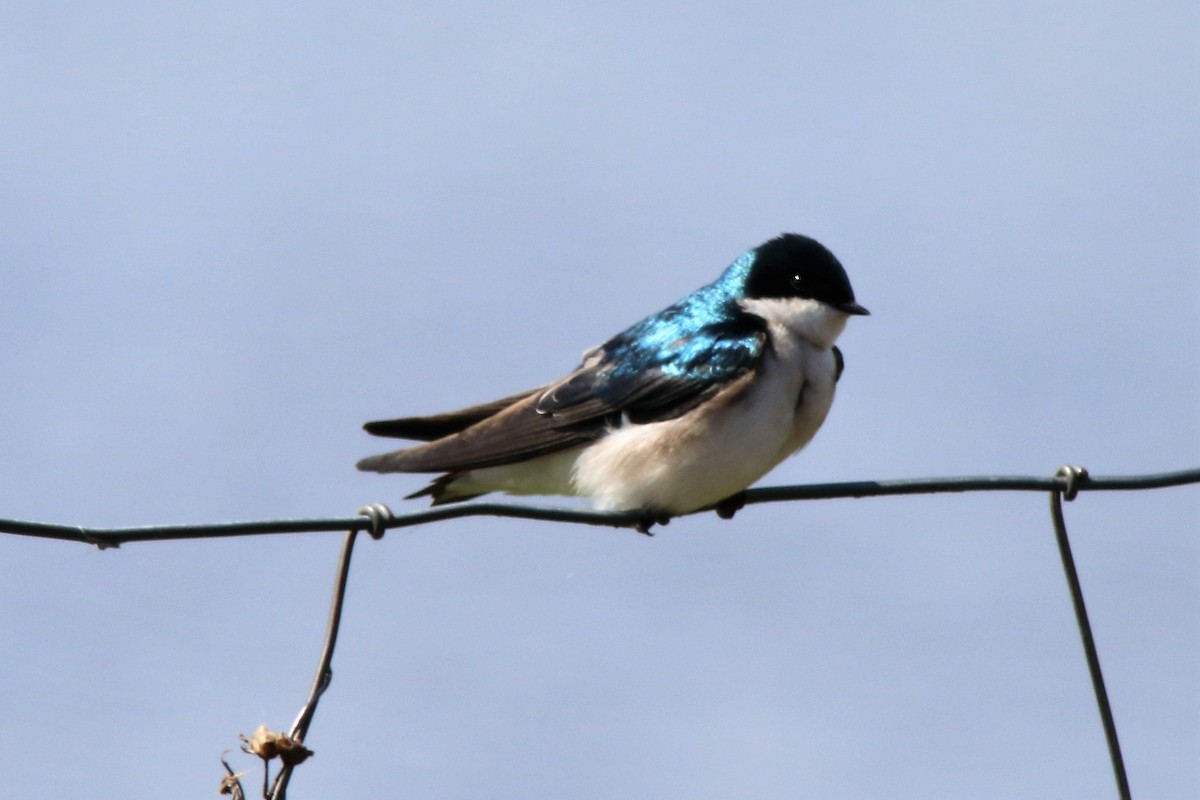 Golondrina Bicolor - ML151113551