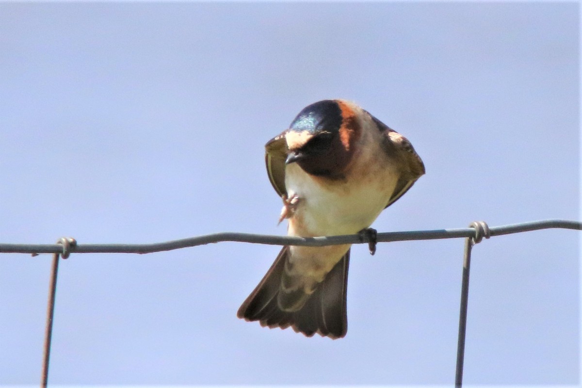 Hirondelle à front blanc - ML151113761