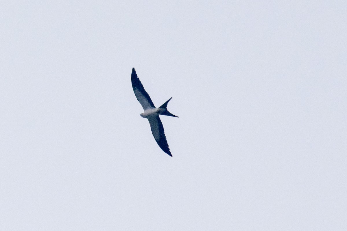 Swallow-tailed Kite - ML151114381