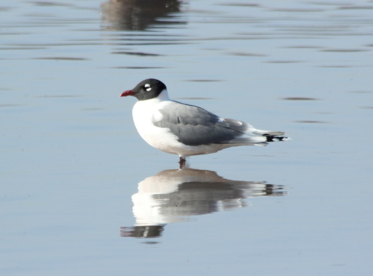 Franklin's Gull - ML151115421