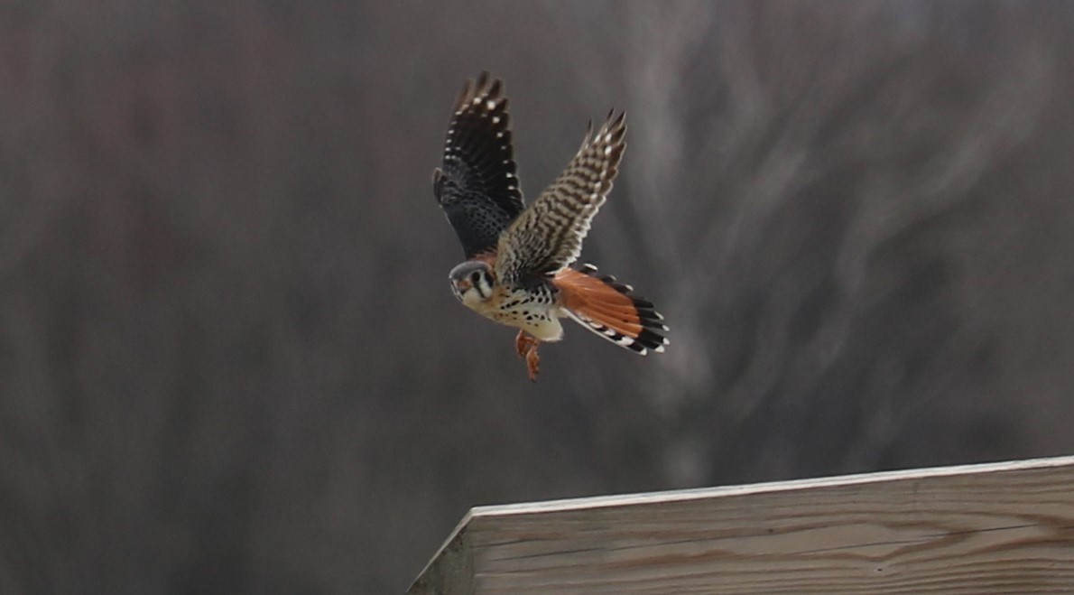 American Kestrel - ML151115581