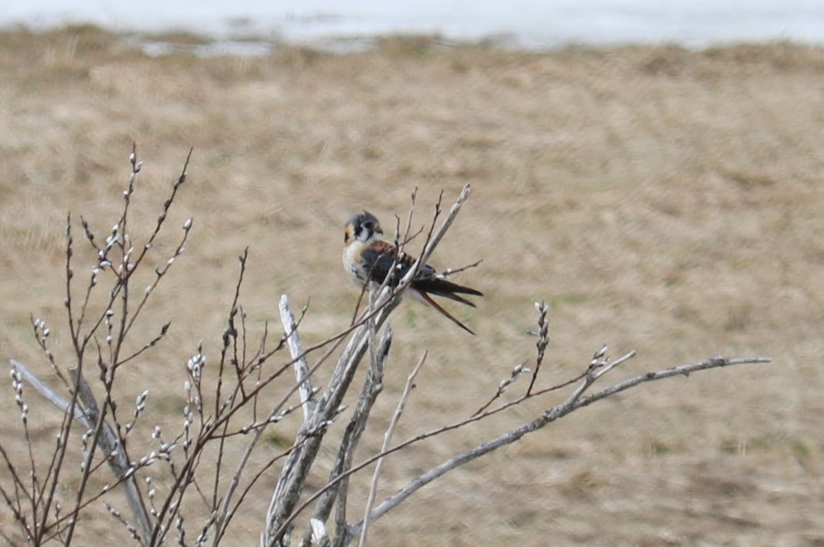 American Kestrel - ML151115651