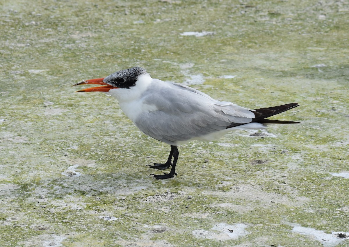 Caspian Tern - Jeff Graham