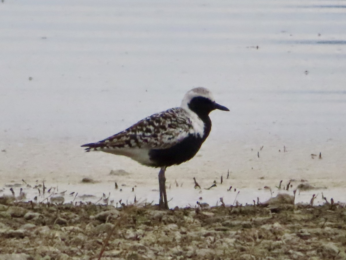 Black-bellied Plover - ML151120571