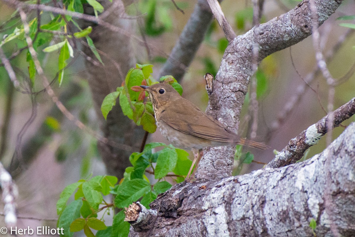 Swainson's Thrush - Herb Elliott