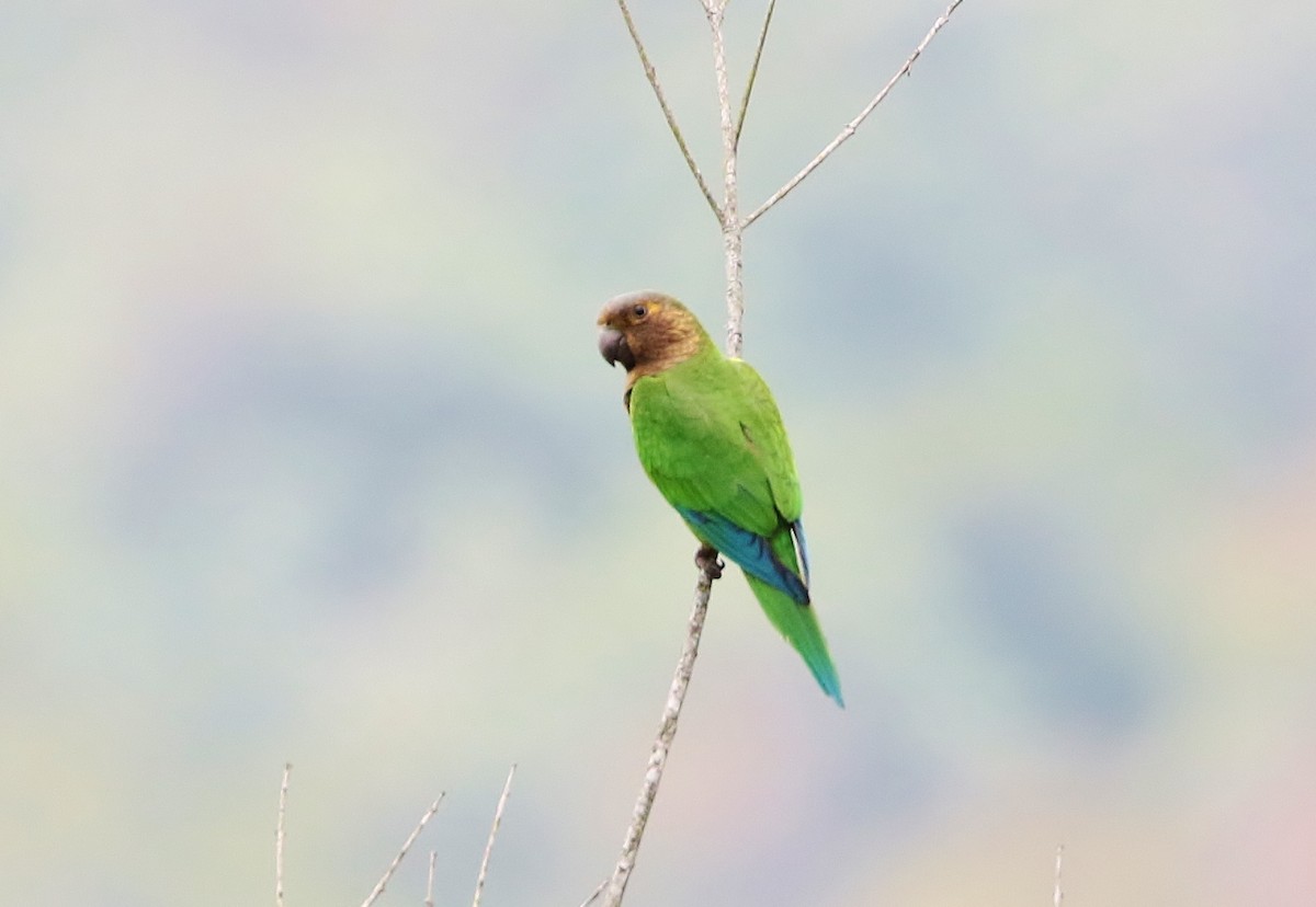 Conure cuivrée - ML151121691