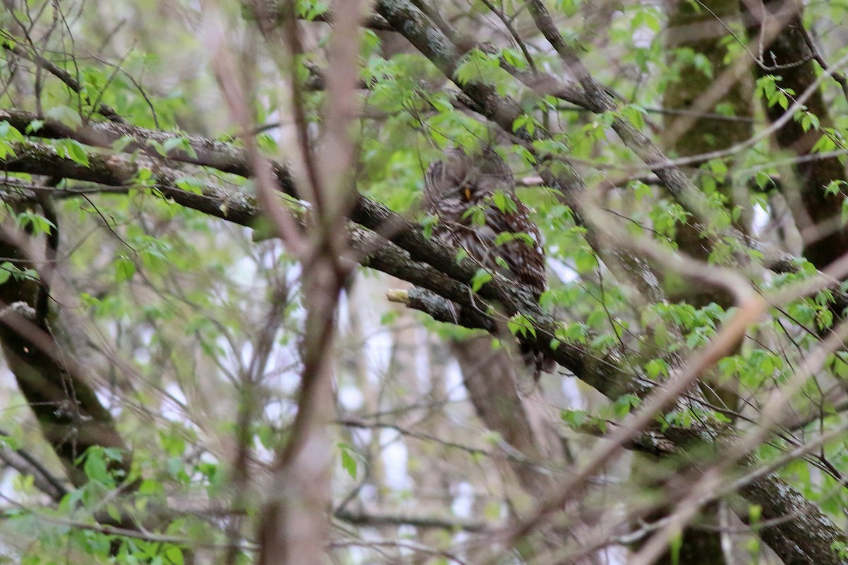 Barred Owl - ML151122111