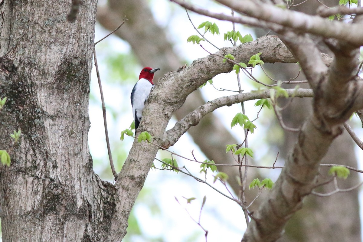 Red-headed Woodpecker - ML151122251