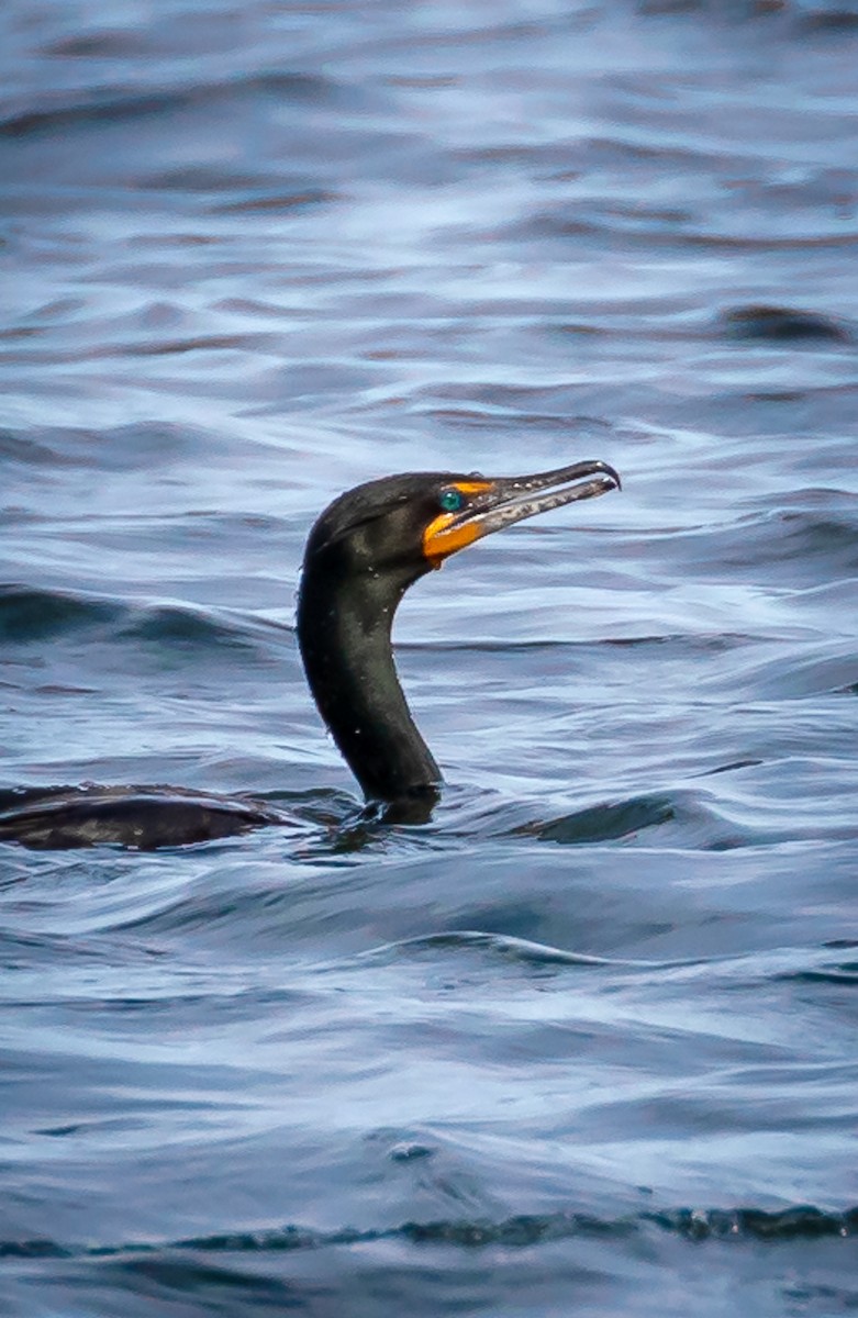 Double-crested Cormorant - ML151122261