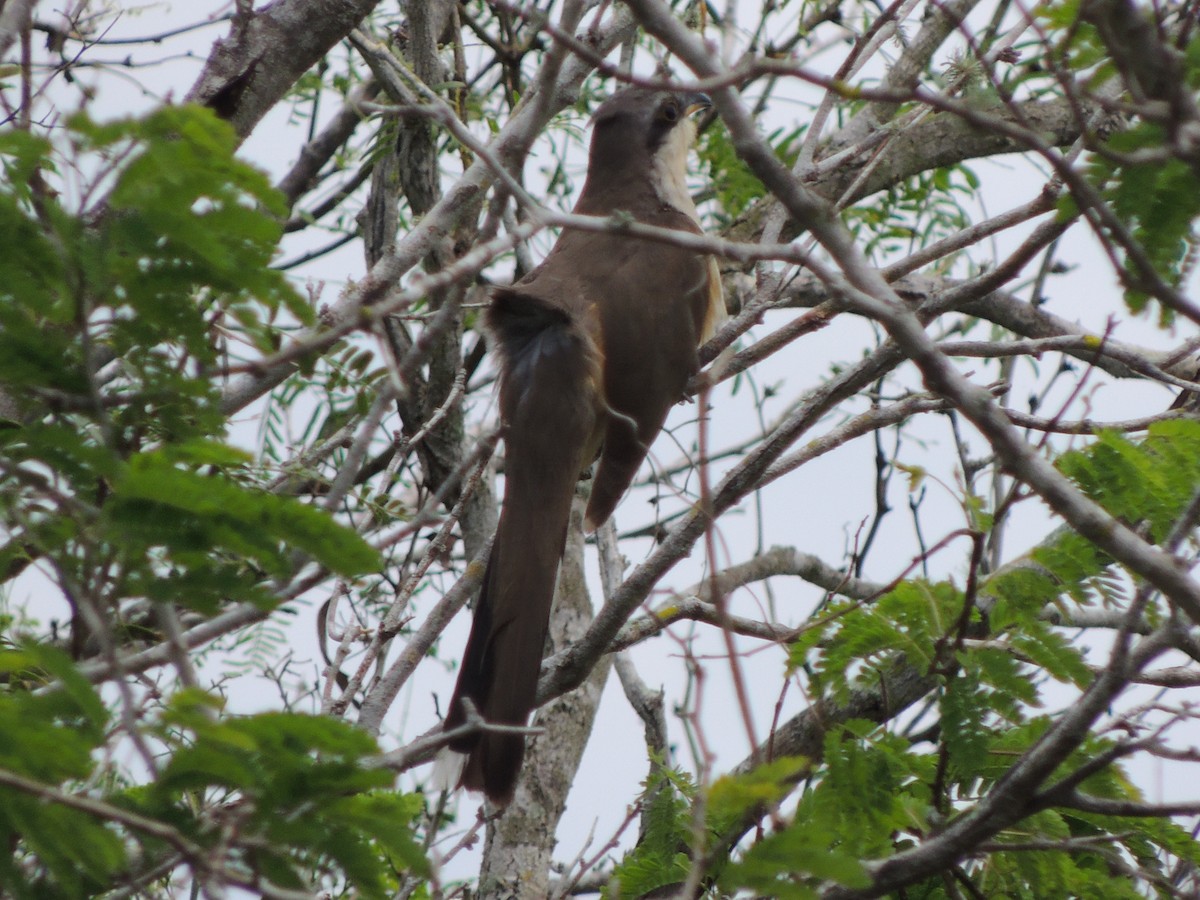 Mangrove Cuckoo - ML151122391