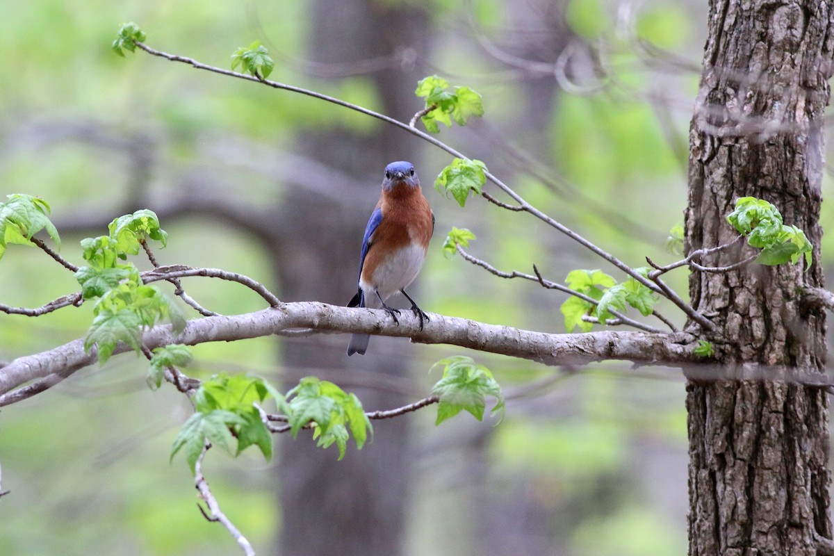 Eastern Bluebird - ML151122431