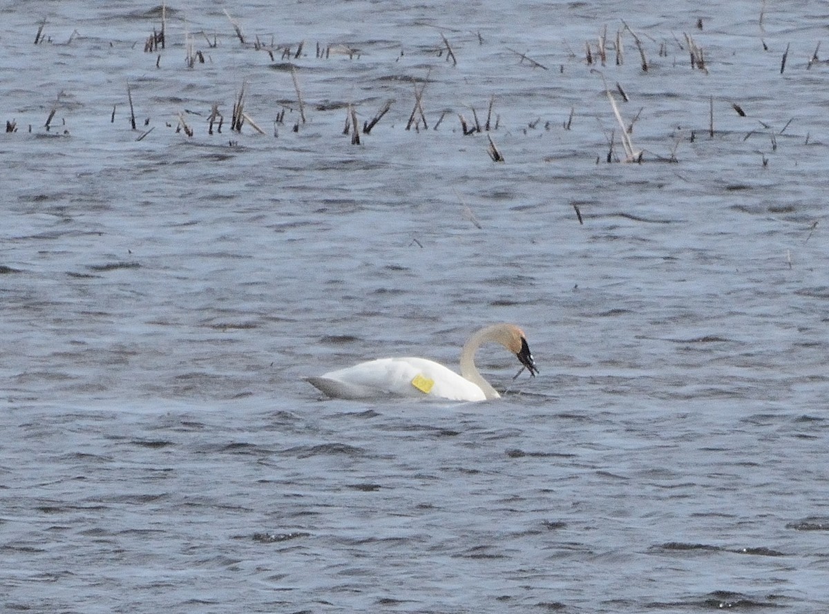 Trumpeter Swan - ML151123211