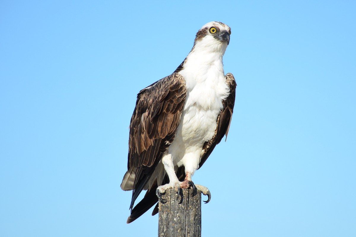 Águila Pescadora - ML151123221