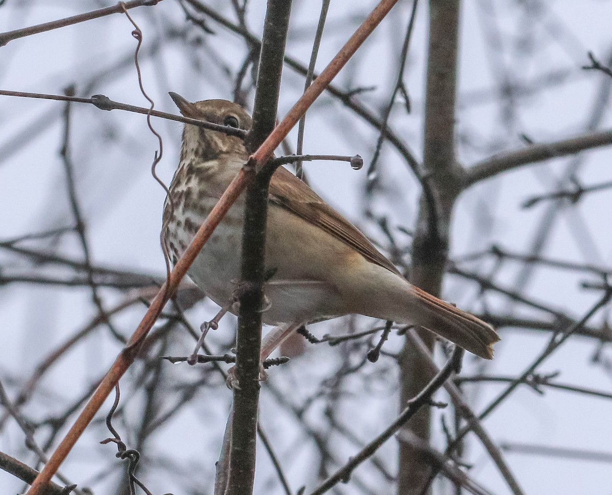 Hermit Thrush - ML151124121