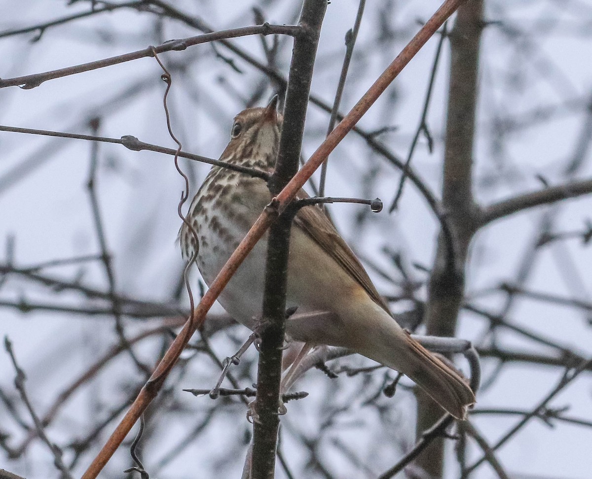 Hermit Thrush - ML151124131