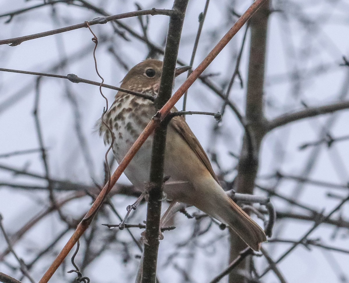 Hermit Thrush - ML151124141