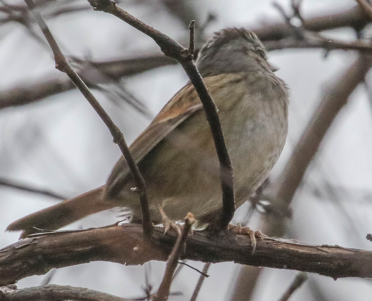 Swamp Sparrow - ML151124811