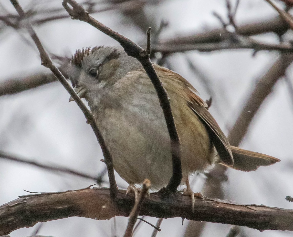 Swamp Sparrow - ML151124831