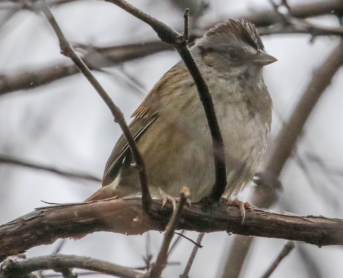 Swamp Sparrow - ML151124841