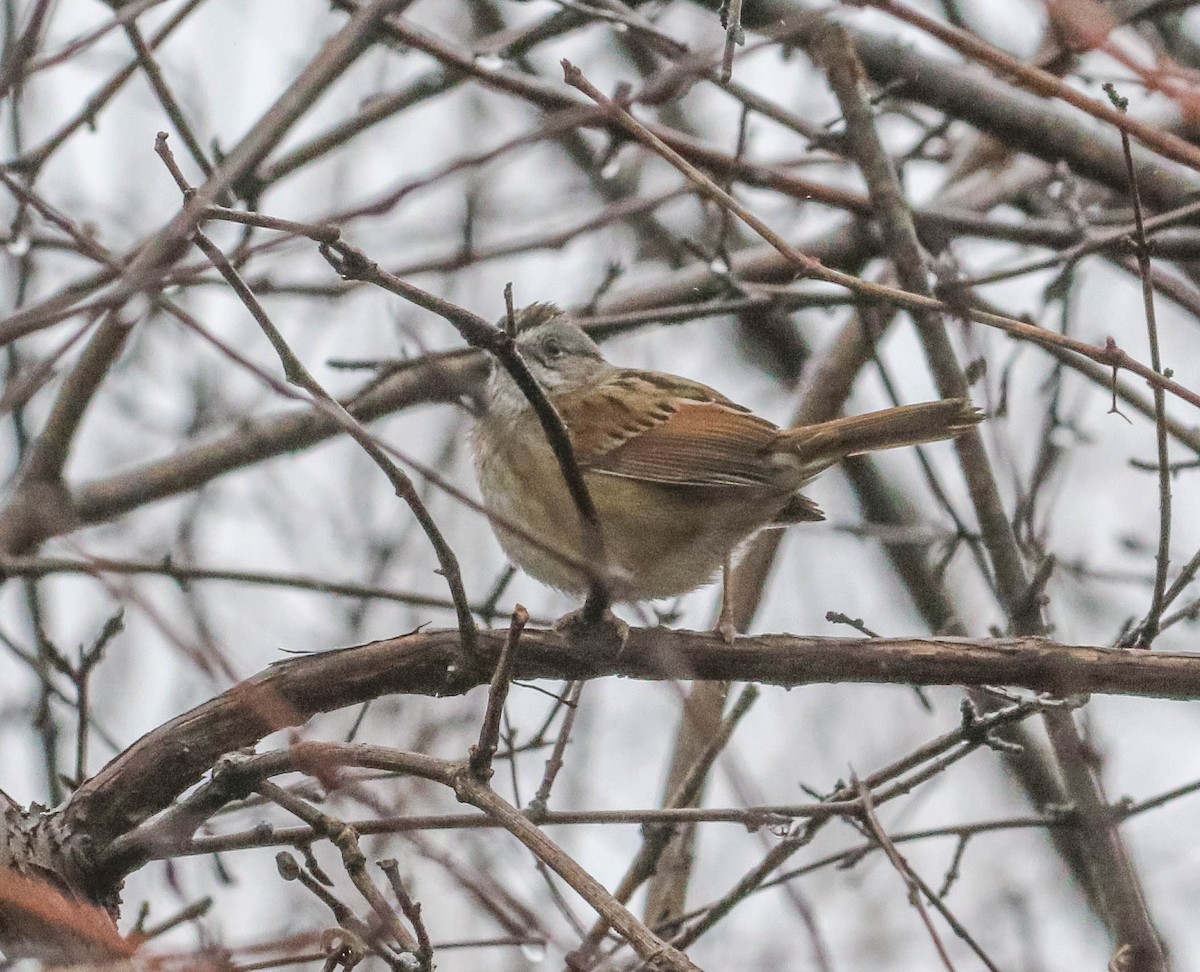 Swamp Sparrow - ML151124861