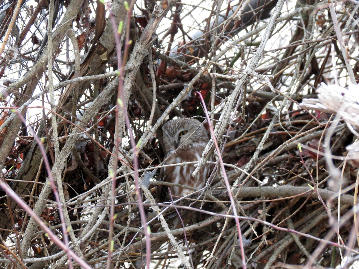 Northern Saw-whet Owl - ML151128151