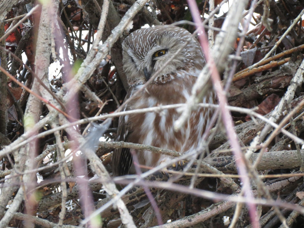 Northern Saw-whet Owl - ML151128161
