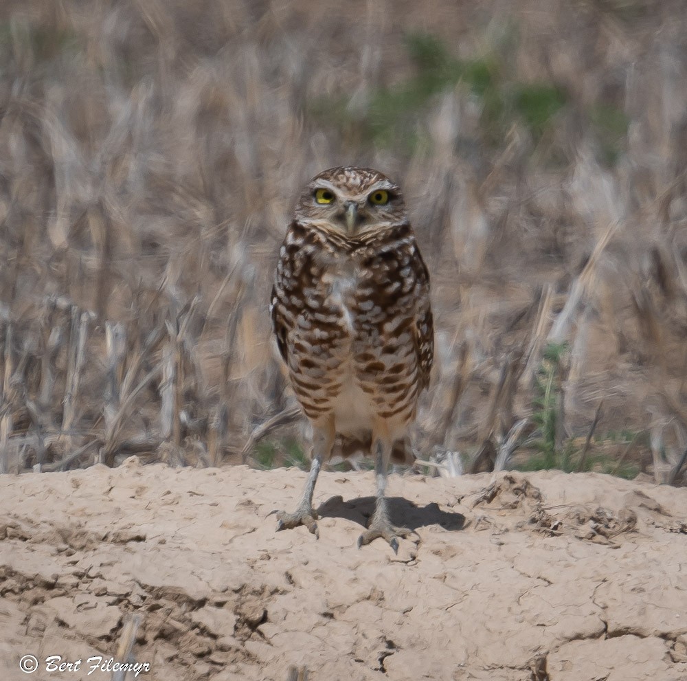 Burrowing Owl - Bert Filemyr
