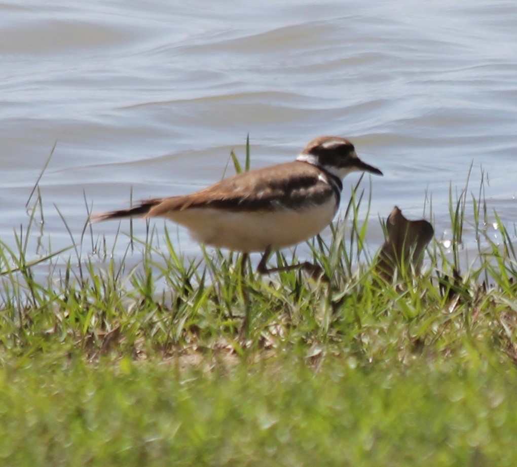 Killdeer - ML151129461